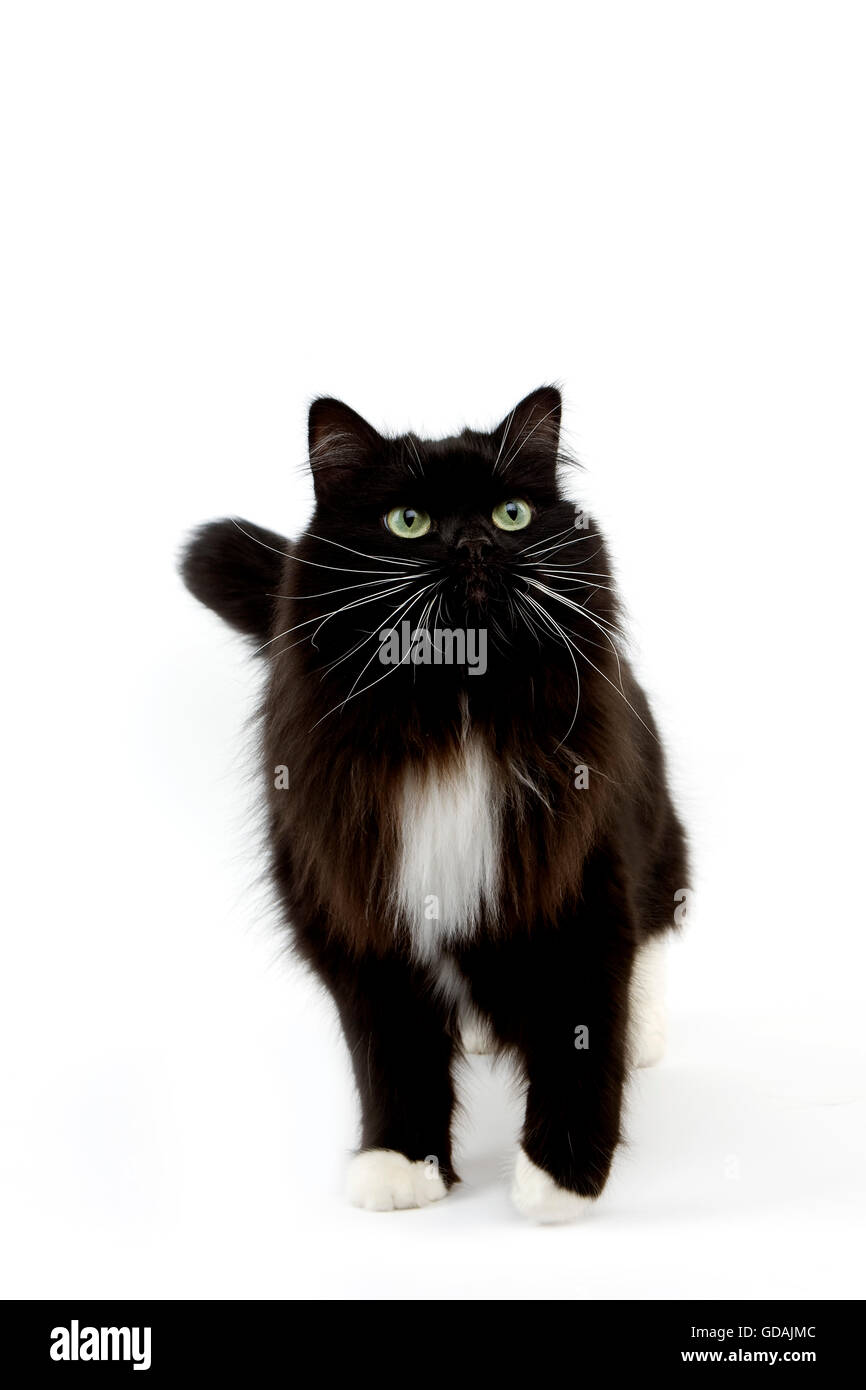 Black And White Siberian Domestic Cat Female Against White Background Stock Photo Alamy