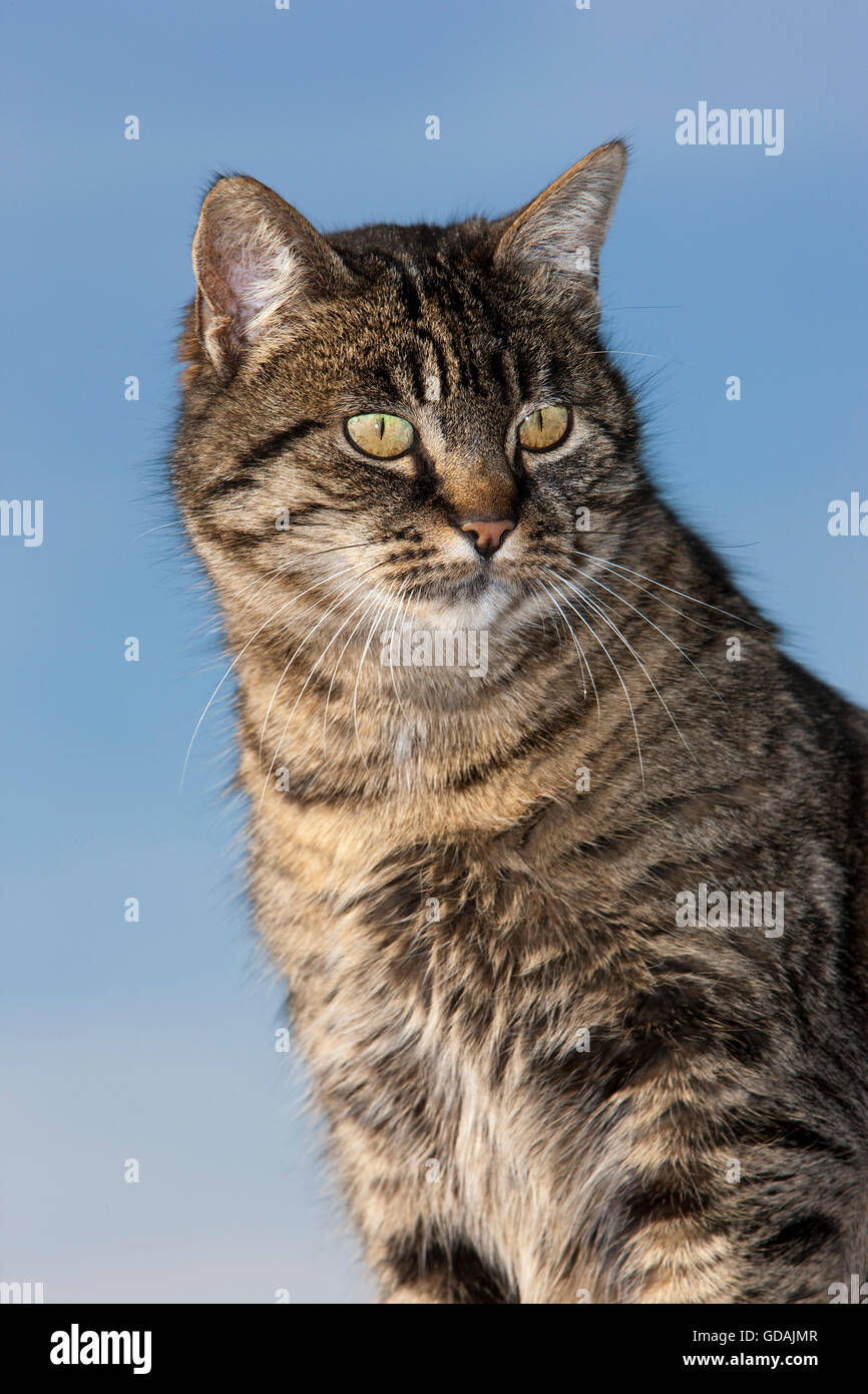 Brown Tabby Domestic Cat, Portrait of Female, Normandy Stock Photo - Alamy