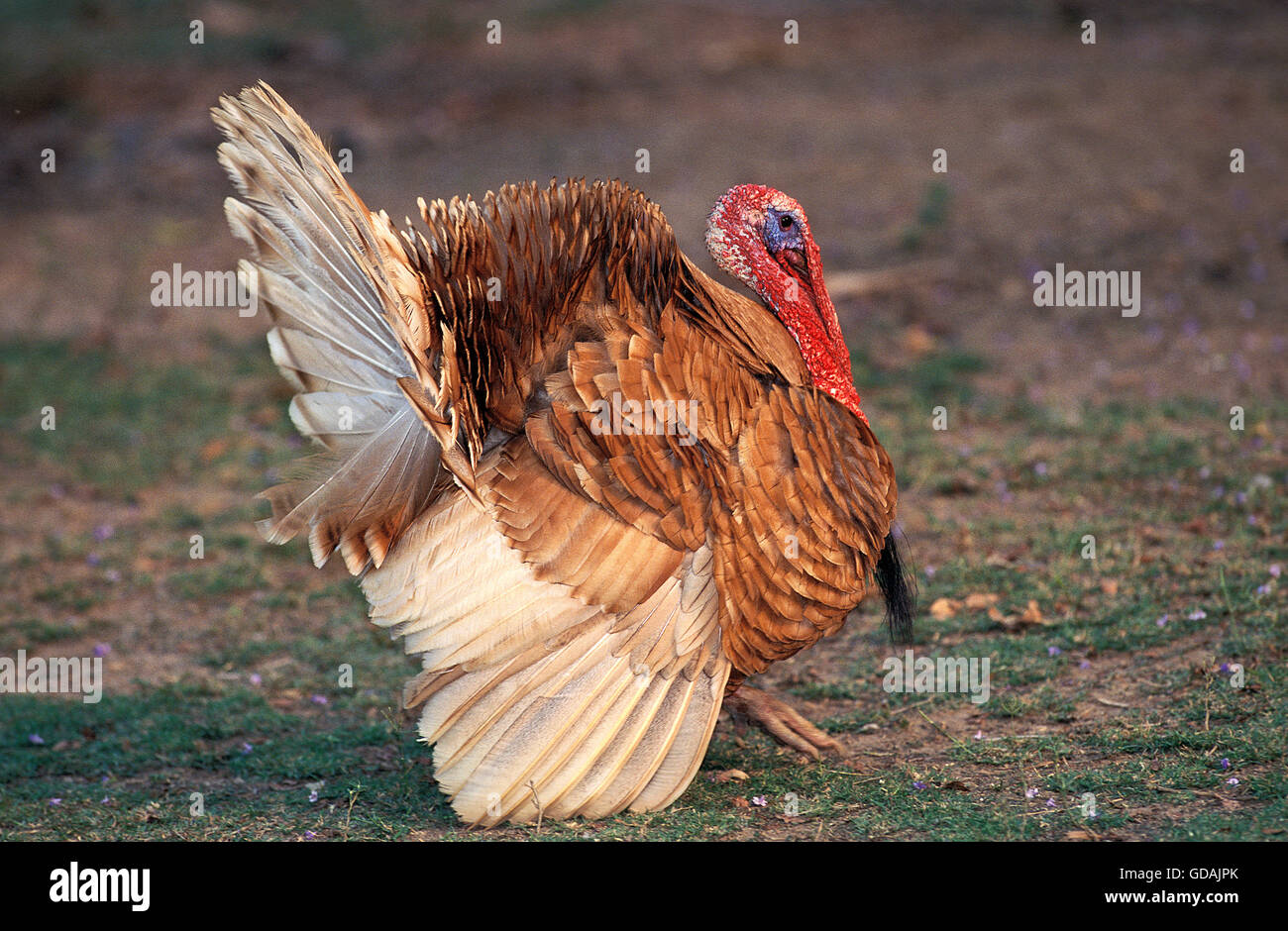 ARDENNES RED TURKEY, A FRENCH BREED, MALE SPREADING TAIL FEATHERS IN COURTSHIP DISPLAY Stock Photo