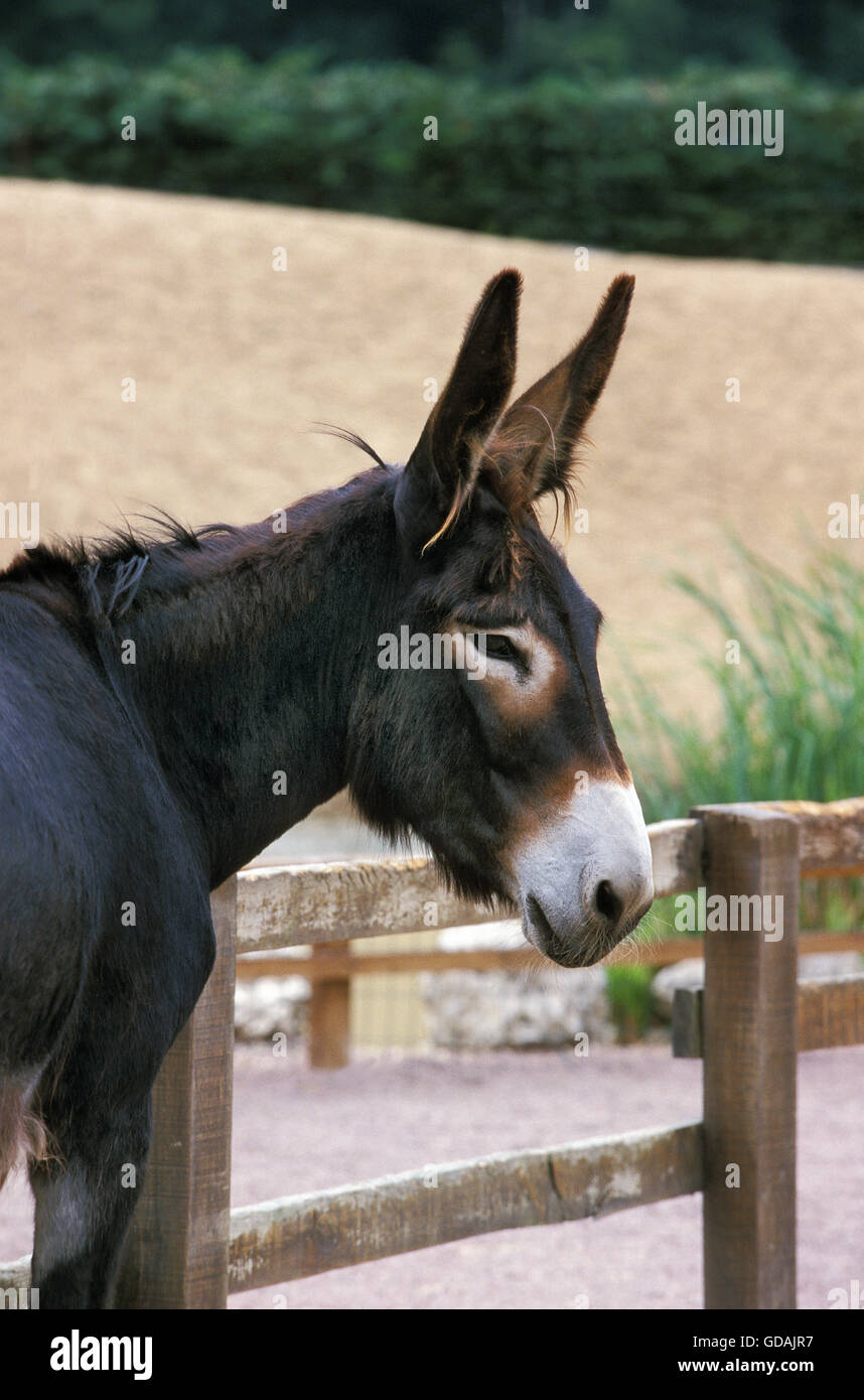 French Donkey Breed called Grand Noir du Berry Stock Photo