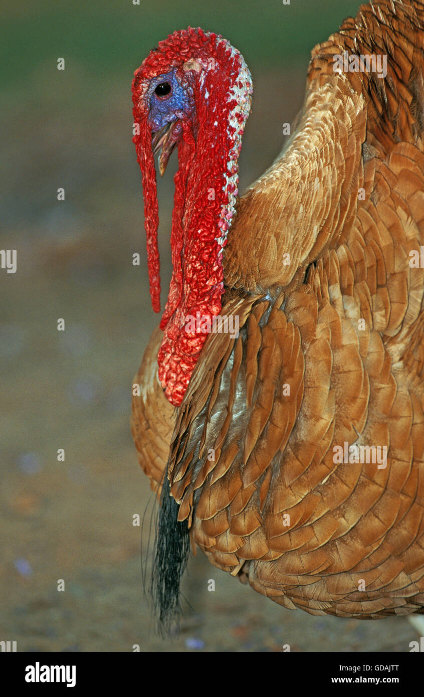 Ardennes Red Turkey, a French Breed, Male  107803 Gerard LACZ Stock Photo