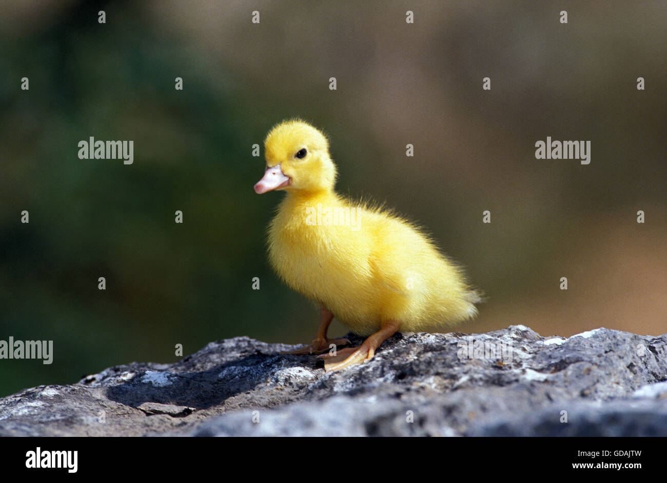 Muskovy Duck, cairina moschata, Duckling Stock Photo