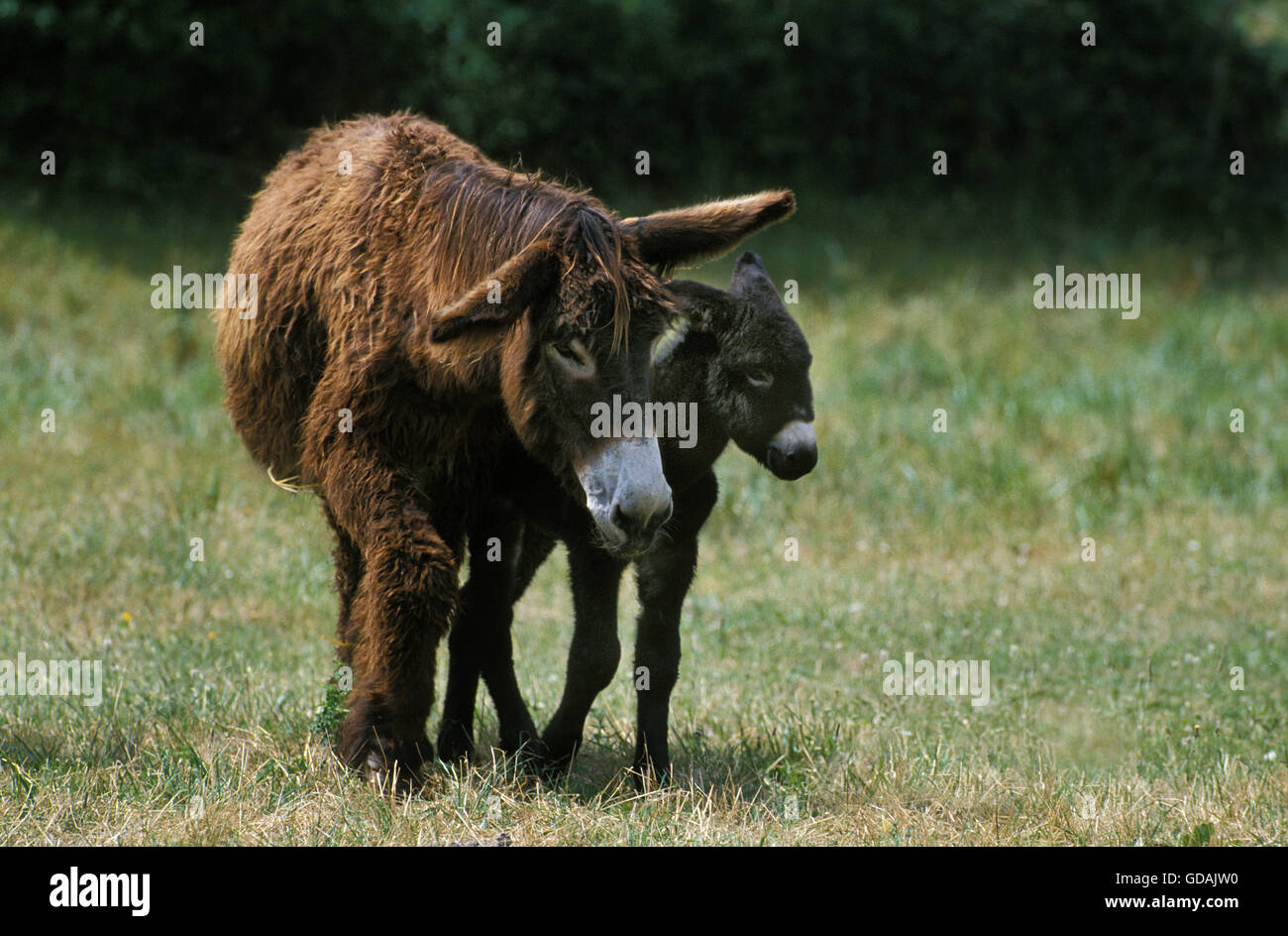 Poitou Donkey or Baudet du Poitou, a Fench Breed, Female with Foal Stock Photo