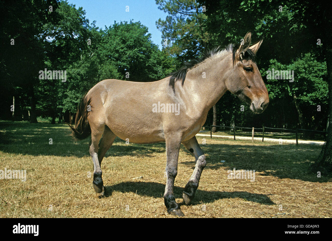 Mule Crossbreed Of A Male Donkey And A Female Horse Stock Photo Alamy