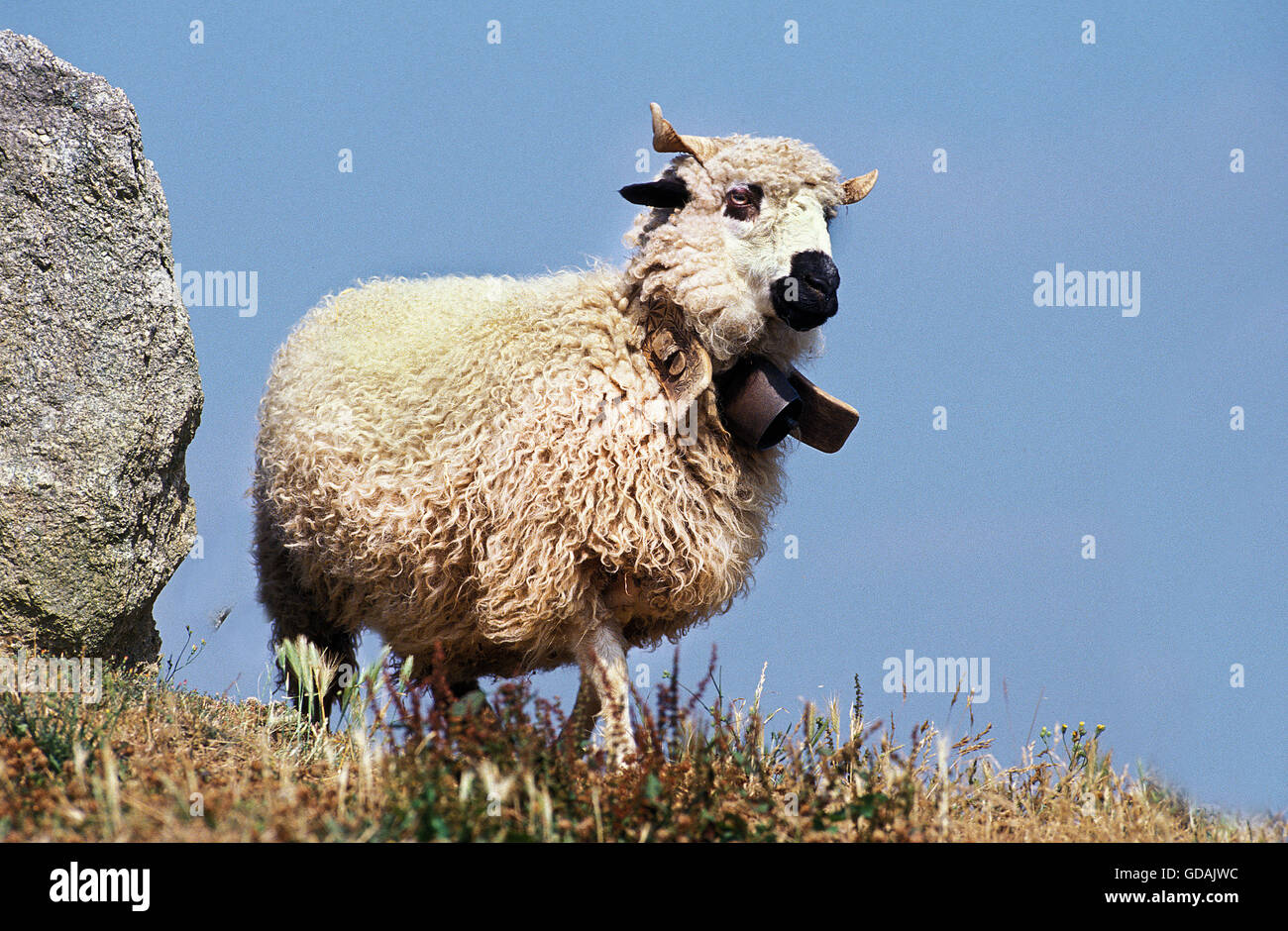 Thones Marthod Sheep, Adult with Bell around Neck Stock Photo Alamy