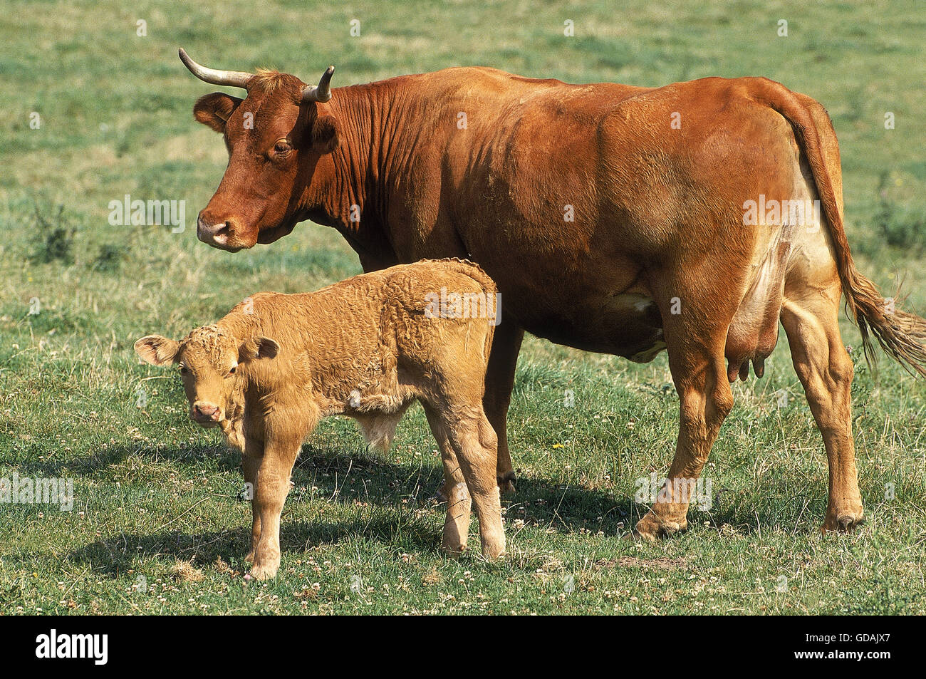 mature date of limousin cattle Mature date of limousin cattle