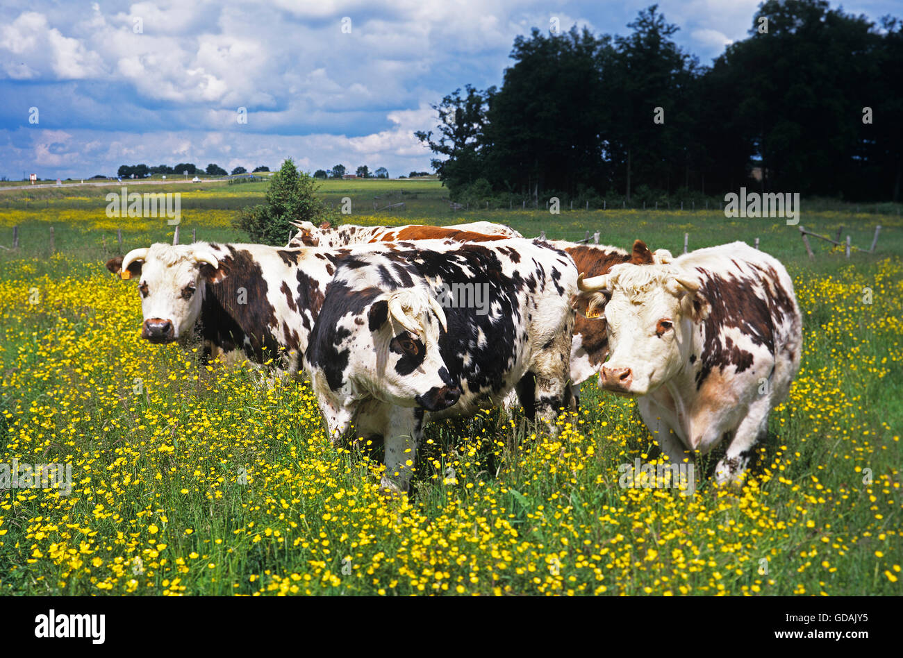 NORMANDY CATTLE, HERD STANDING IN YELLOW FLOWERS, NORMANDY Stock Photo Alamy
