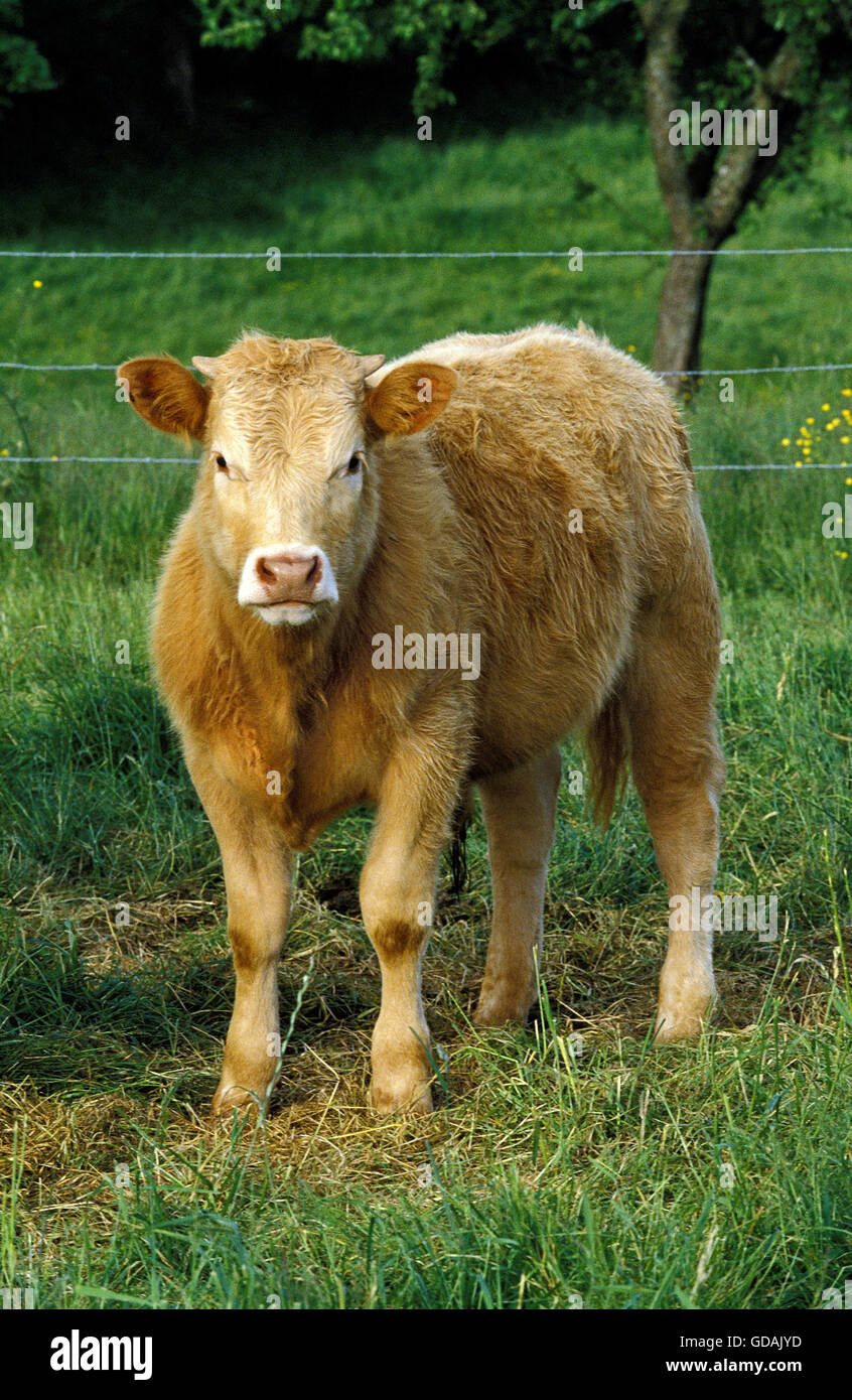 Standing with her calf in high grass hi-res stock photography and ...