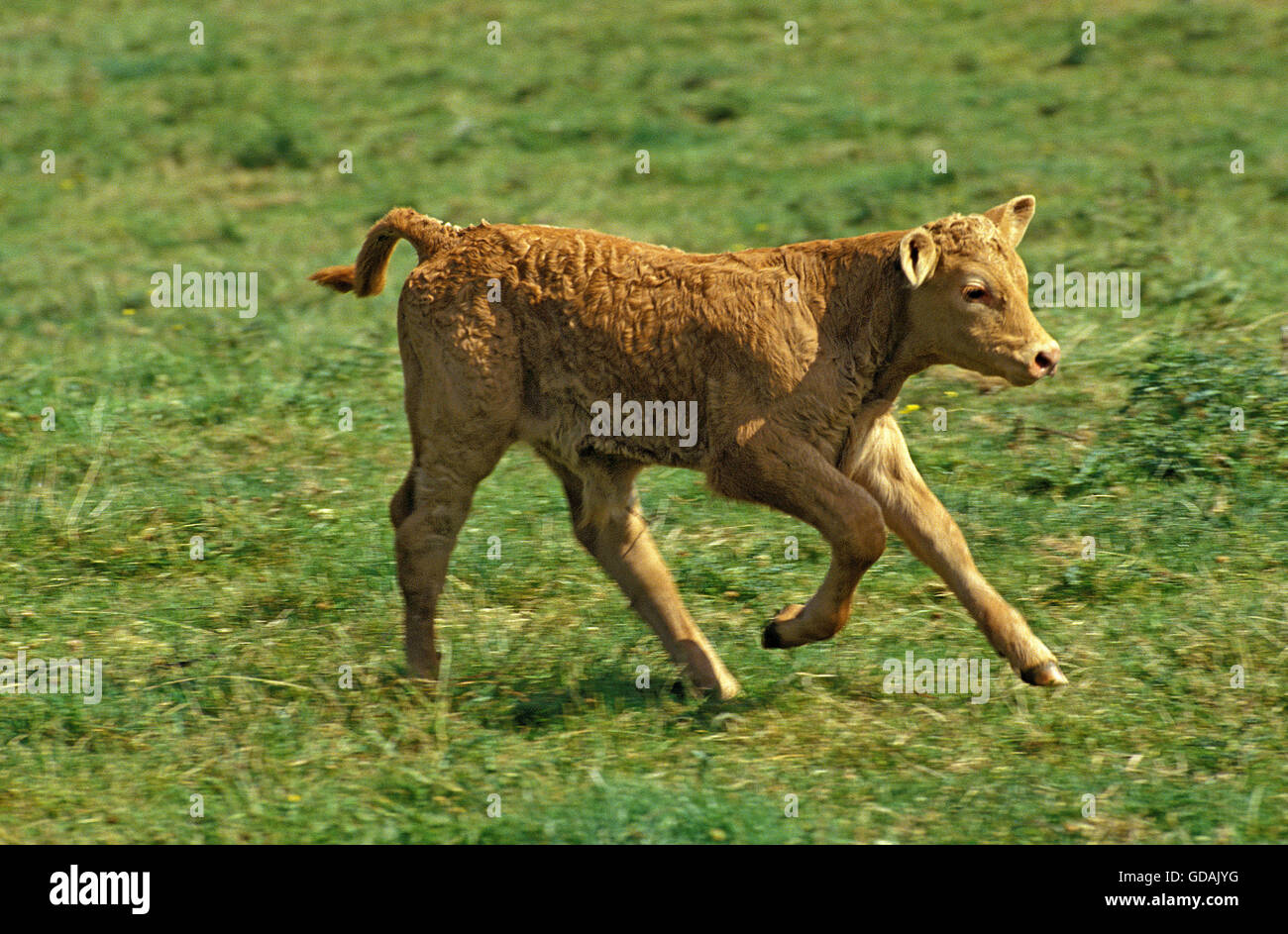 Limousine Domestic Cattle, a French Breed, Calf running Stock Photo