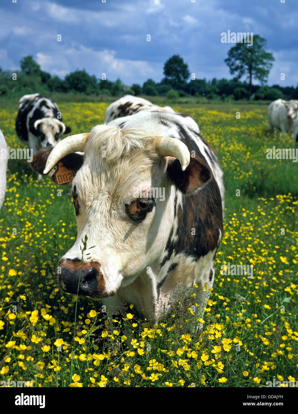 Normandy Cattle, Cow standing in Yellow Flowers, Normandy Stock Photo Alamy