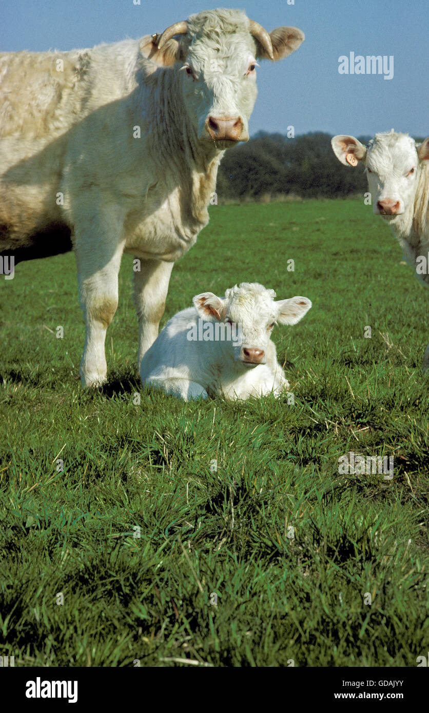 Charolais Domestic Cattle, a french Breed, Mother and Calf Stock Photo