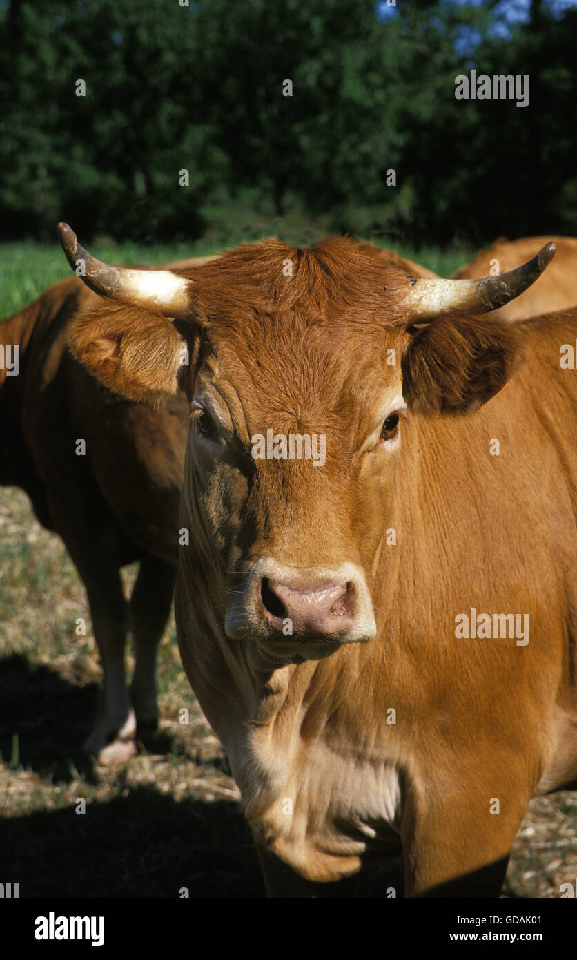 Limousine Domestic Cattle, a French Breed, Head of Cow Stock Photo