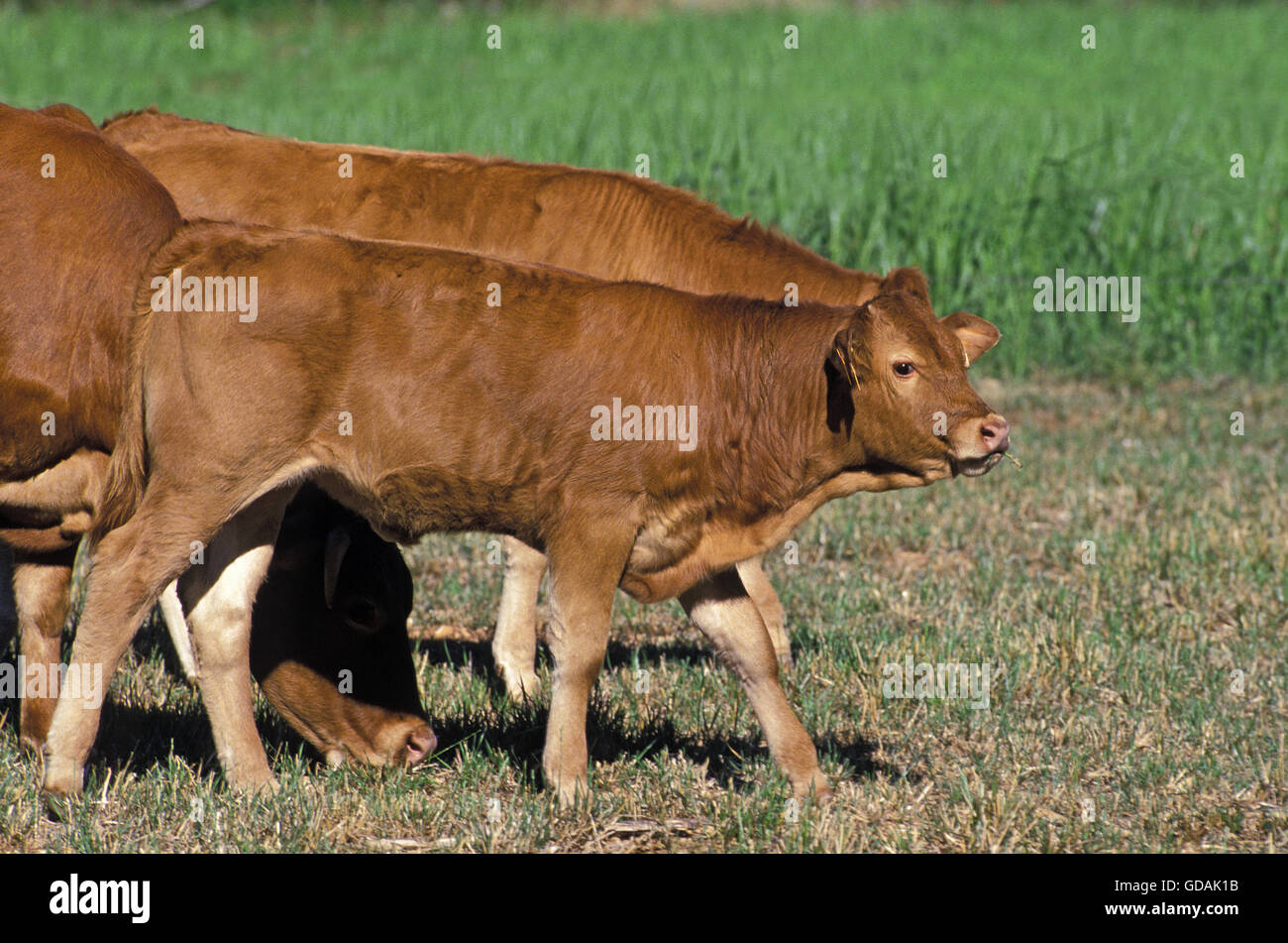 Limousin calf and cow hi-res stock photography and images - Alamy