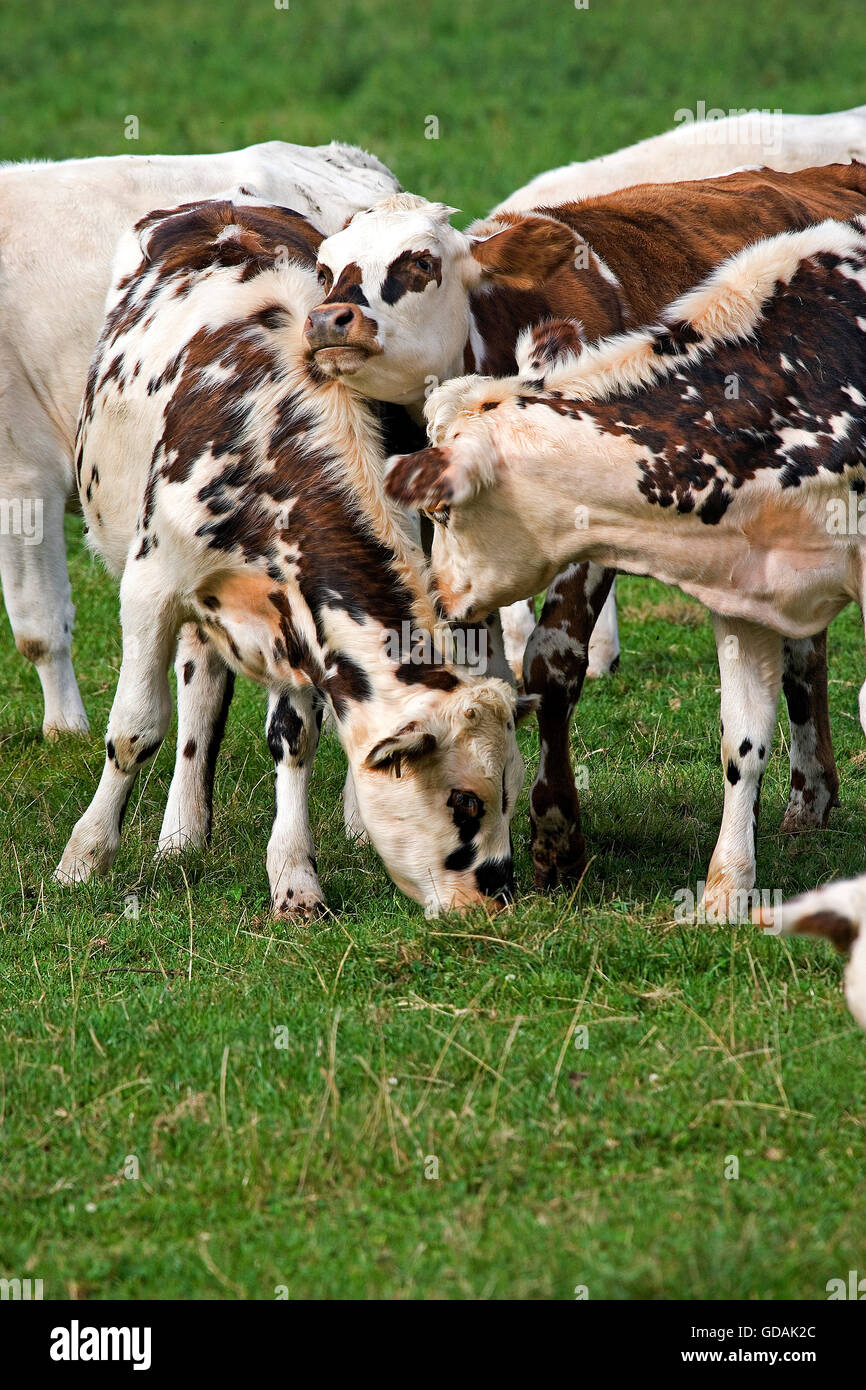 Cattle grazing in open hi-res stock photography and images - Alamy