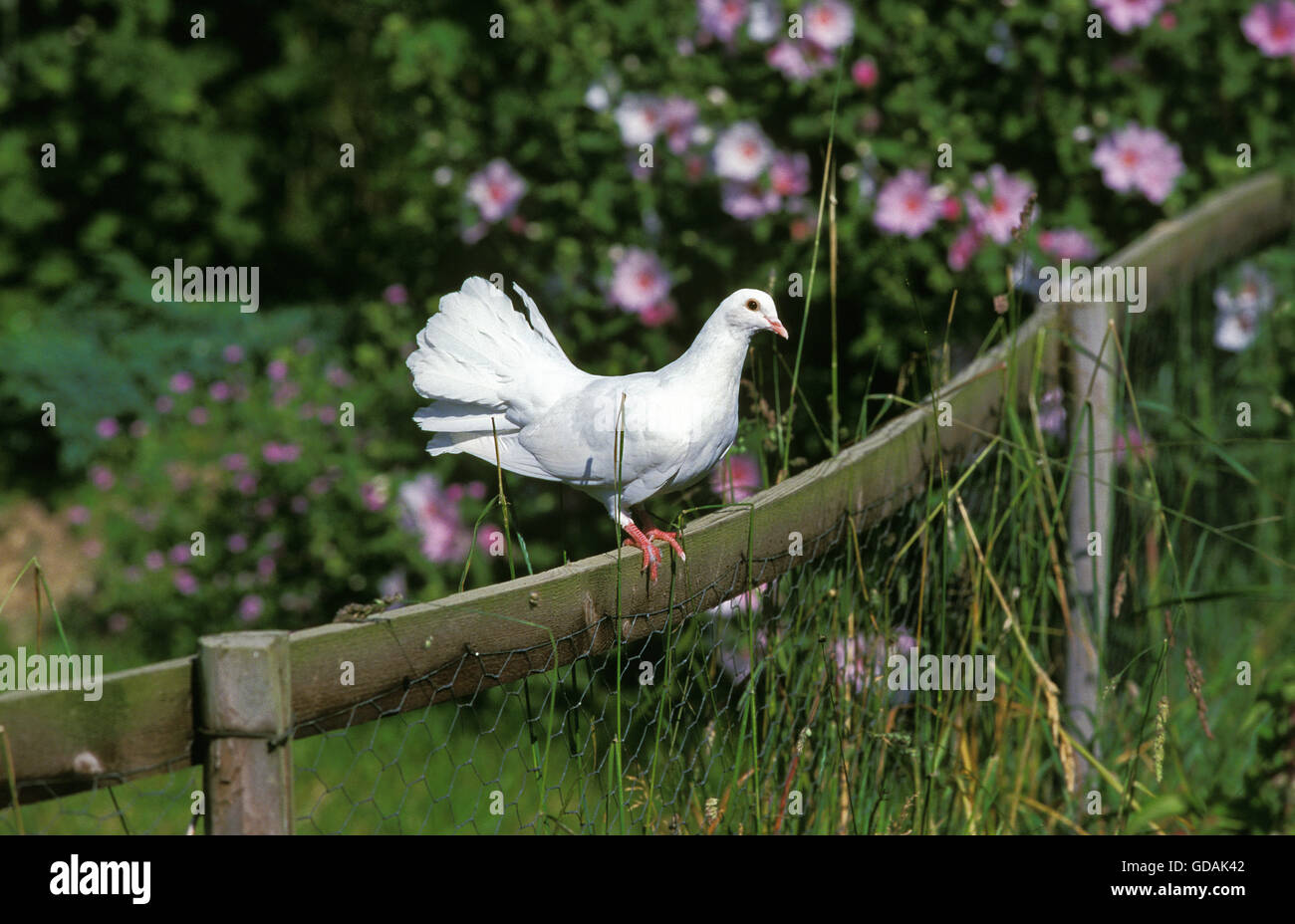 Pombo - Dove Stock Photo - Alamy