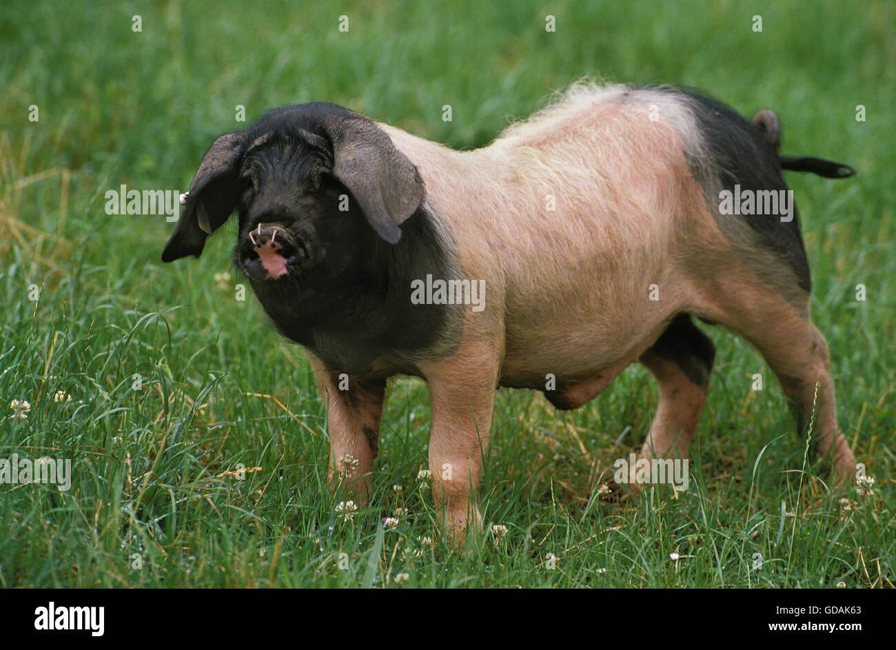 BASQUE PIG, A FRENCH BREED Stock Photo