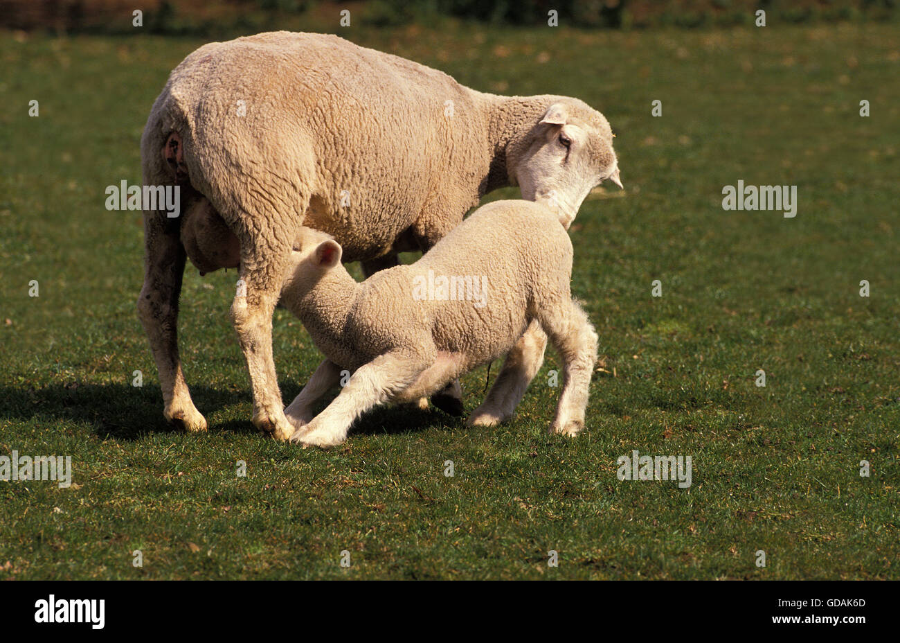 ILE DE FRANCE SHEEP, A FRENCH BREED, MOTHER WITH LAMB SUCKLING Stock Photo