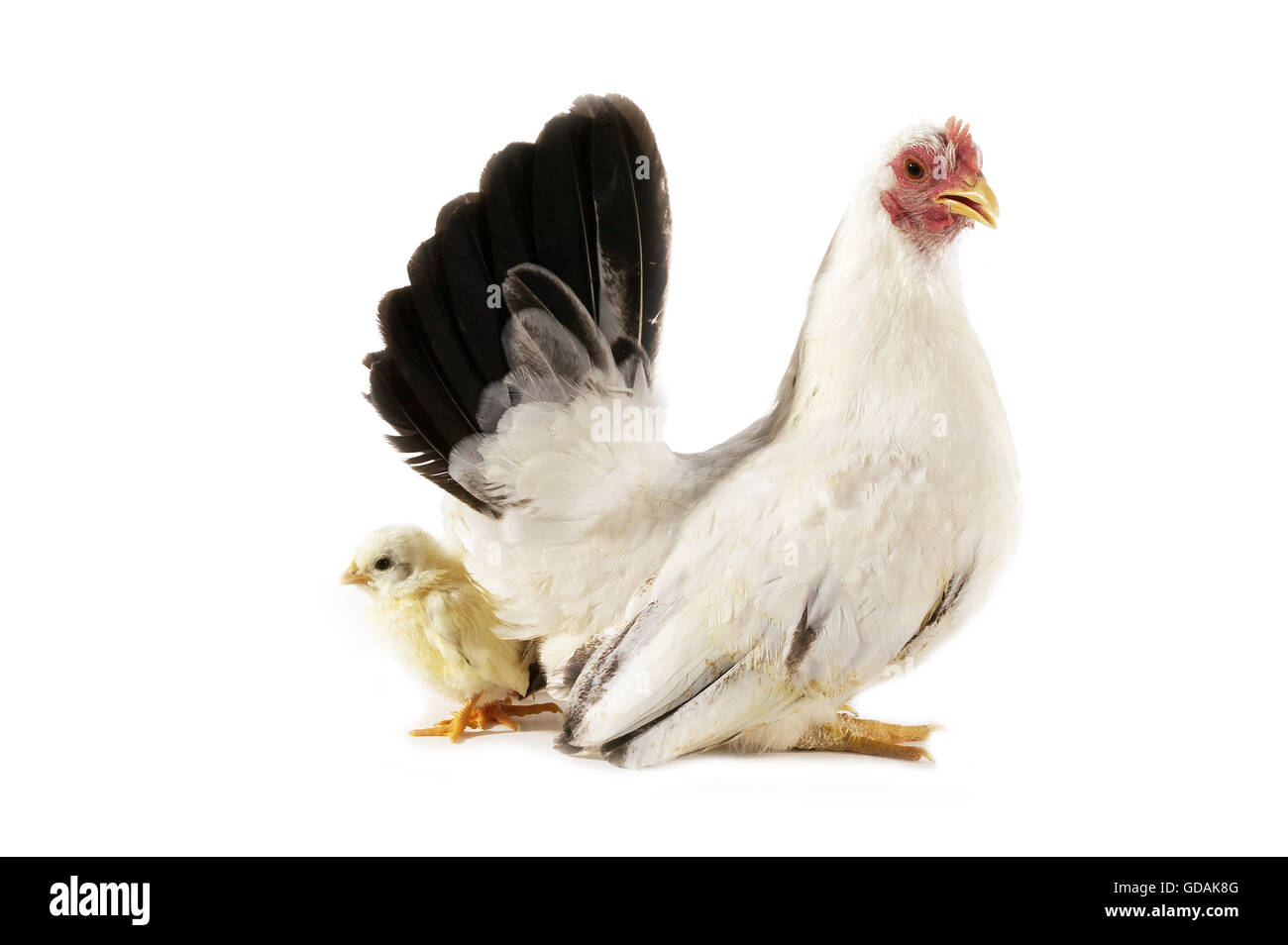 NAGASAKI DOMESTIC CHICKEN, HEN WITH CHICK AGAINST WHITE BACKGROUND Stock Photo