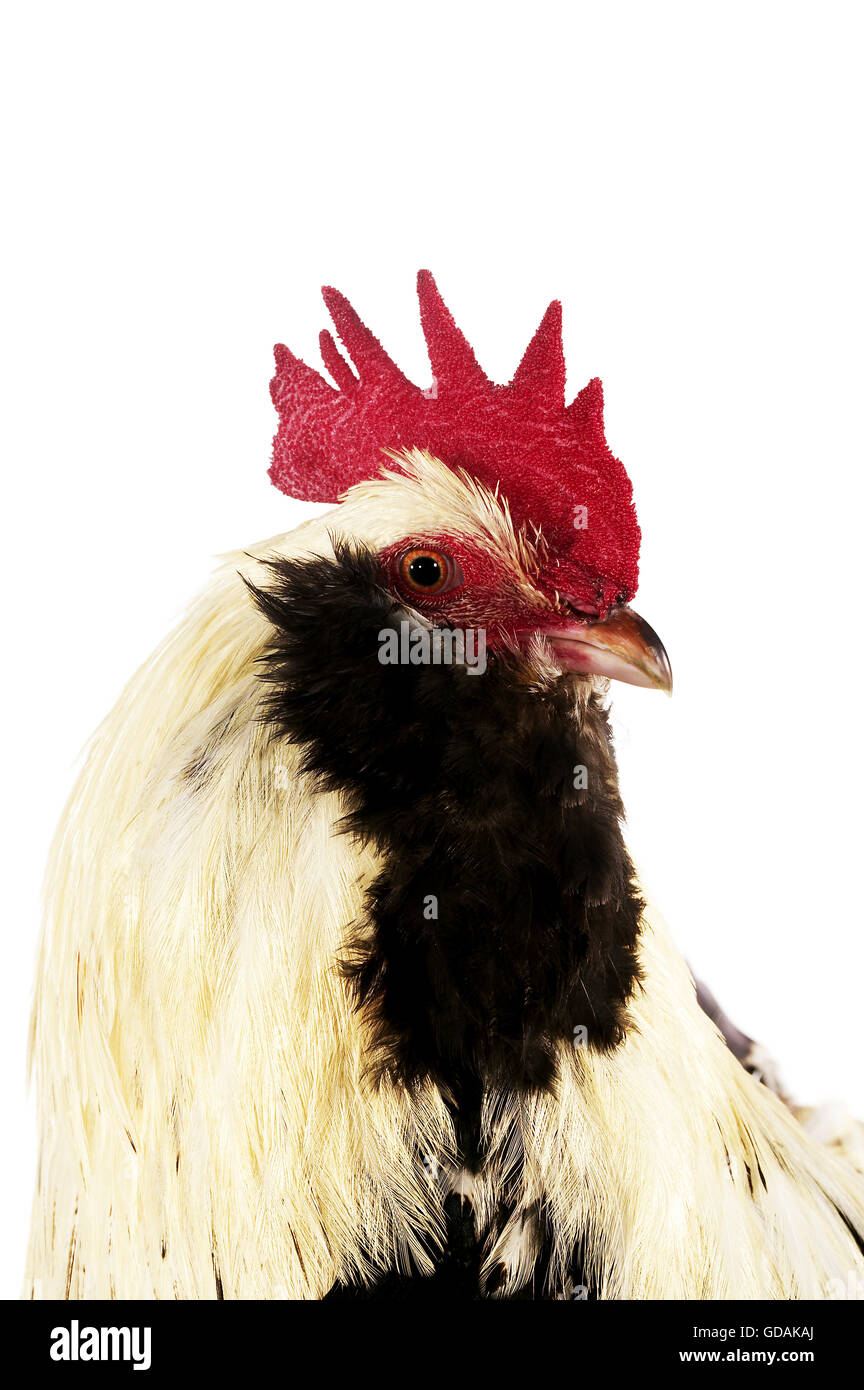 French Chicken called Faverolle, Cockerel against White Background Stock Photo Alamy