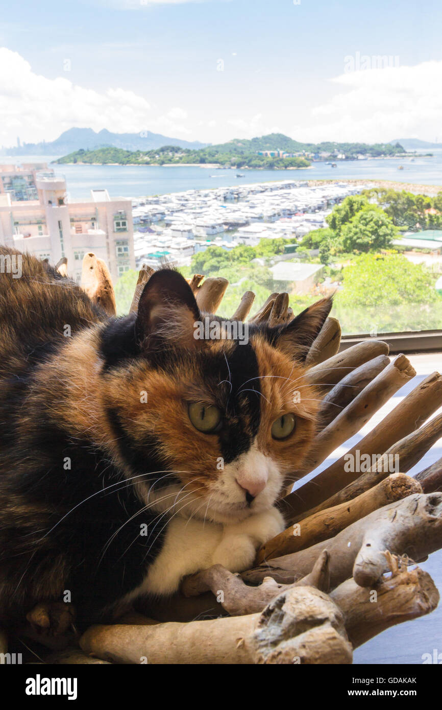 Cat & View towards Hong Kong Island Stock Photo Alamy