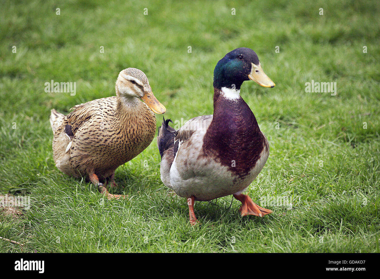 Rouennais duck hires stock photography and images Alamy