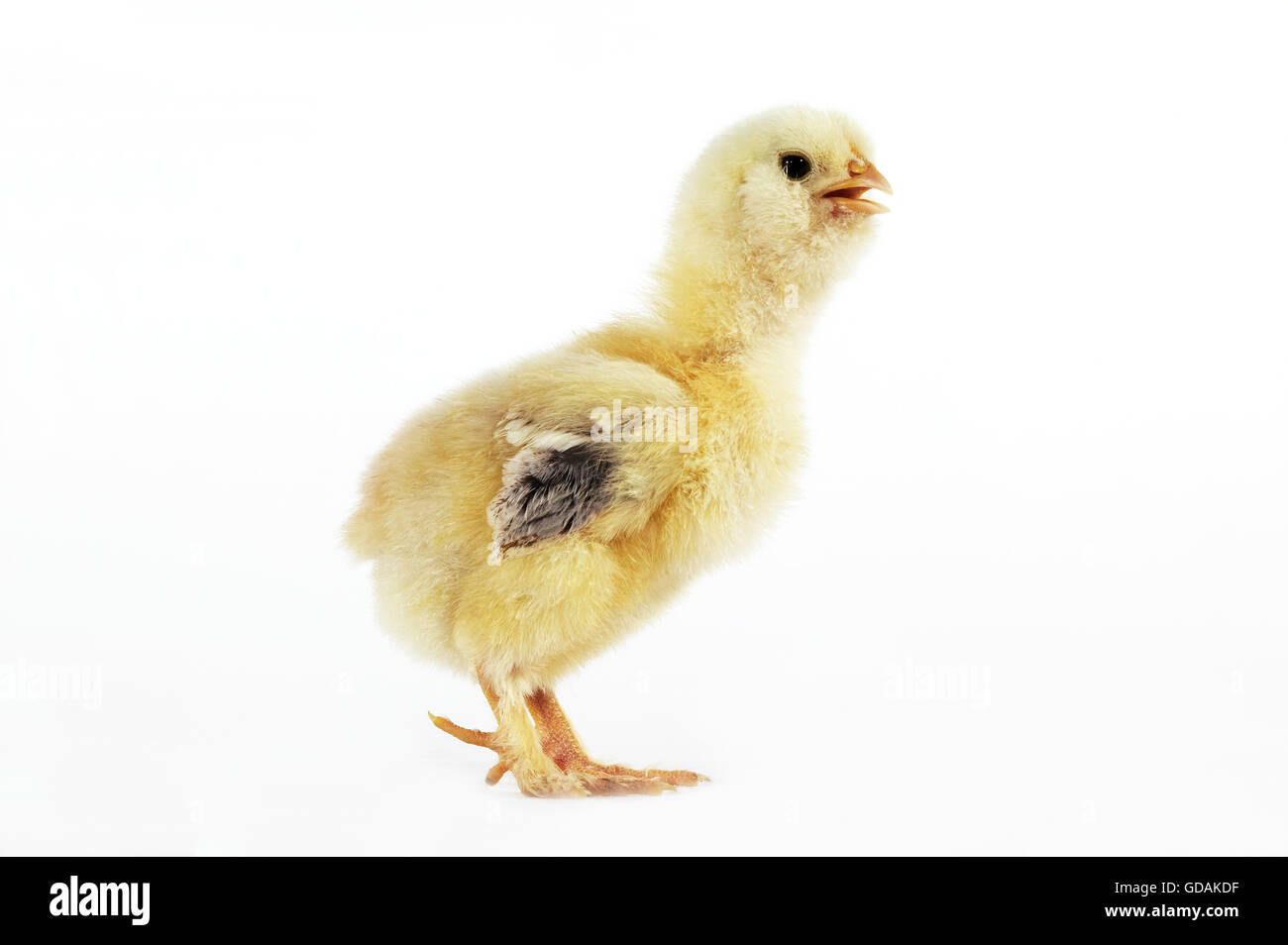 Domestic Chicken, Chick against White Background Stock Photo
