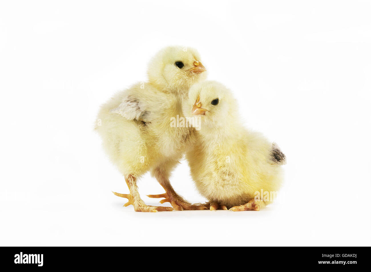 Domestic Chicken, Chicks against White Background Stock Photo