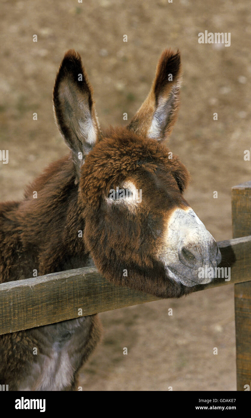 Domestic Donkey, Adult Stock Photo