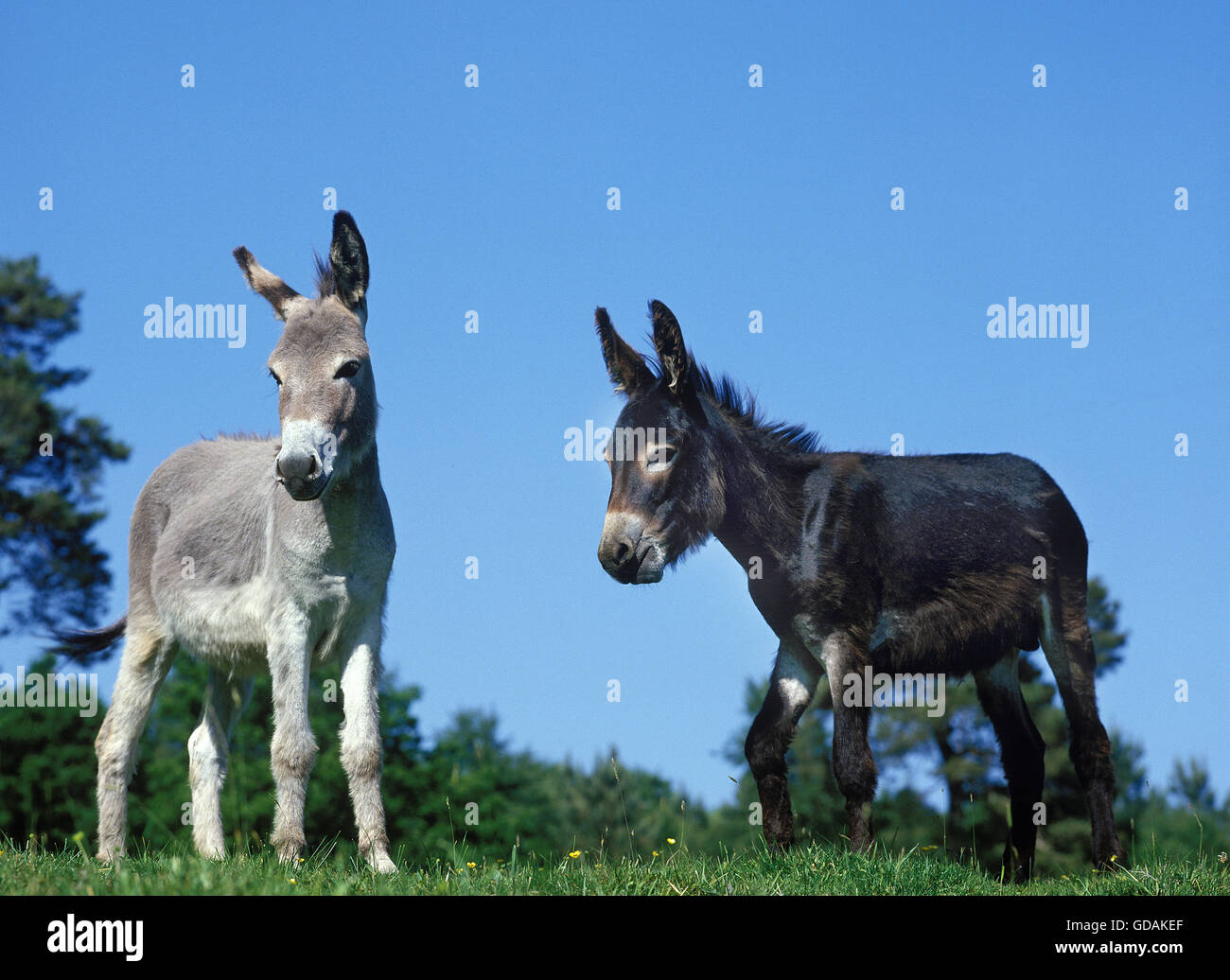 Domestic Donkey and Grey Donkey Stock Photo