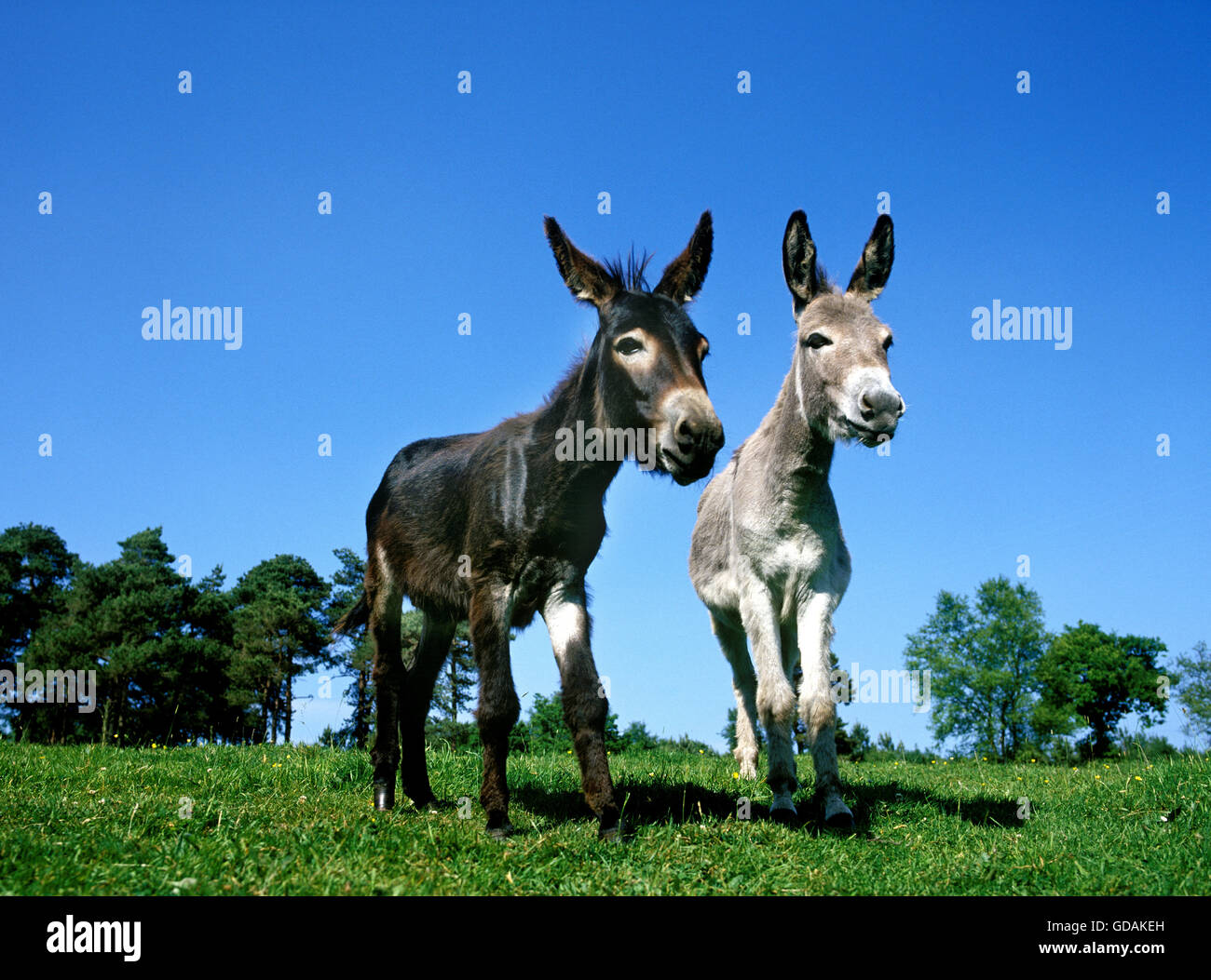 Domestic Donkey and Grey Donkey Stock Photo