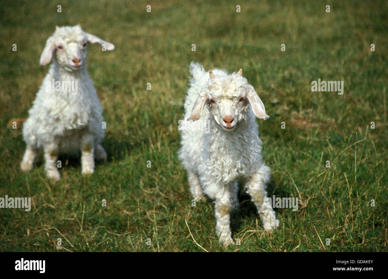 Wool producing animals hires stock photography and images Alamy