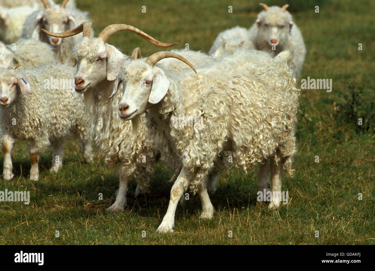 Angora Goat, Breed Producing Mohair Wool Stock Photo