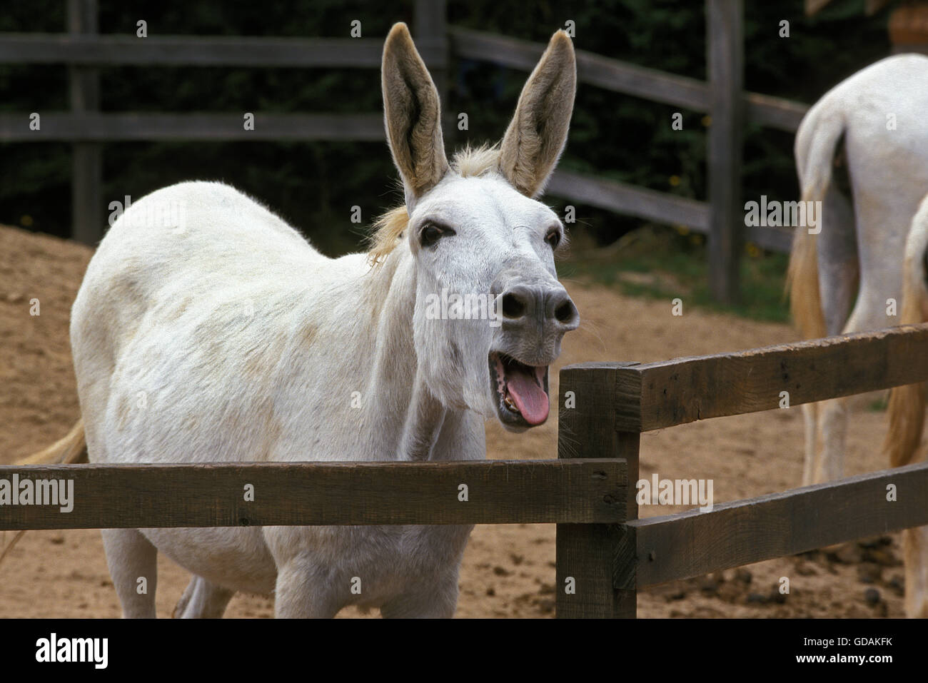 Egyptian White Donkey Braying, Calling Stock Photo Alamy