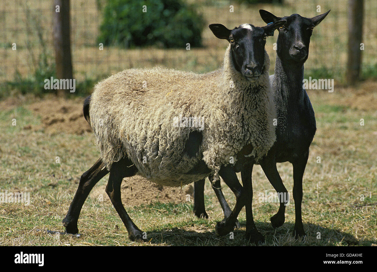 ROMANOV SHEEP, A BREED FROM RUSSIA Stock Photo