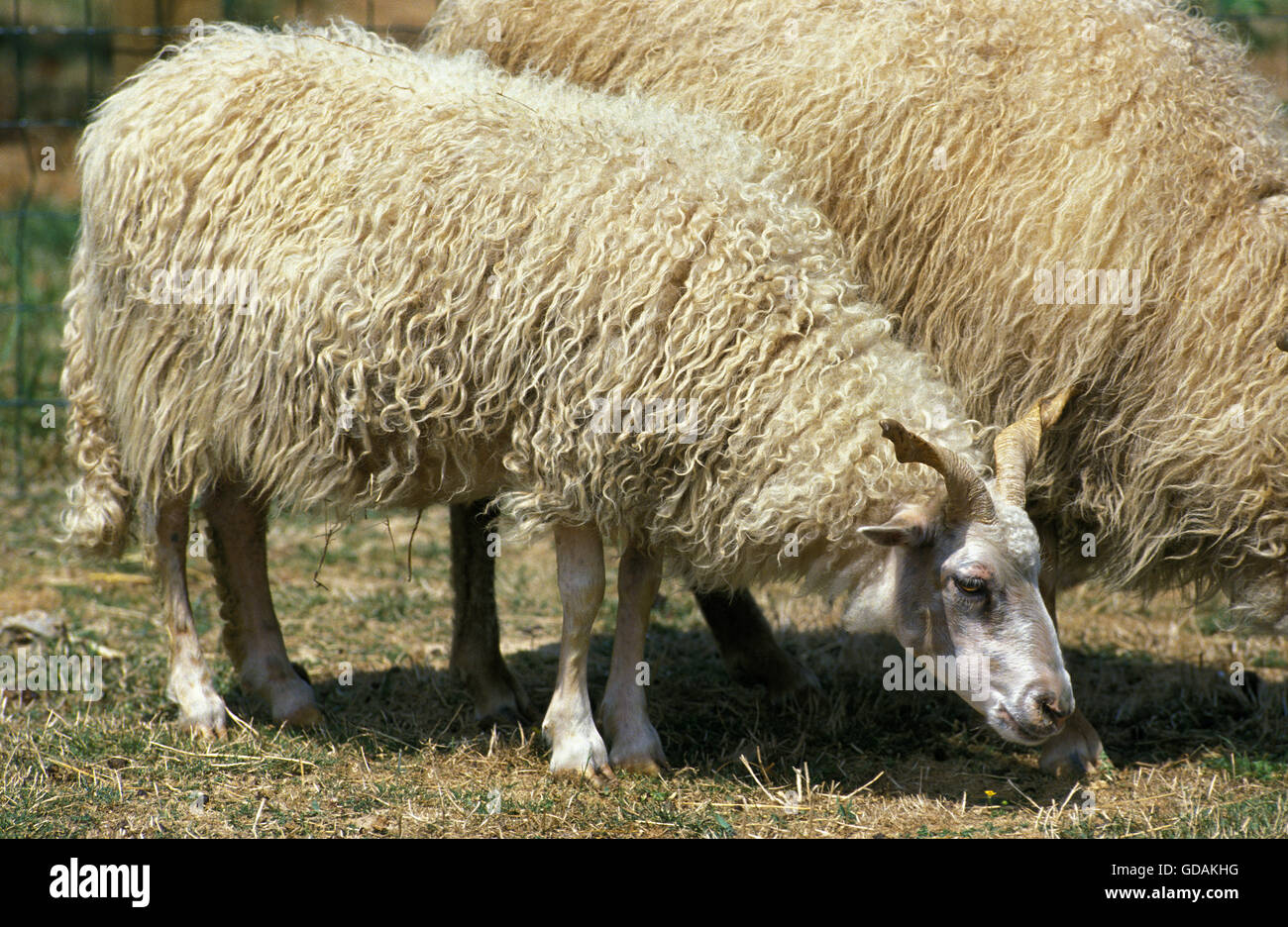 RACKA SHEEP, A BREED FROM HUNGARIA Stock Photo