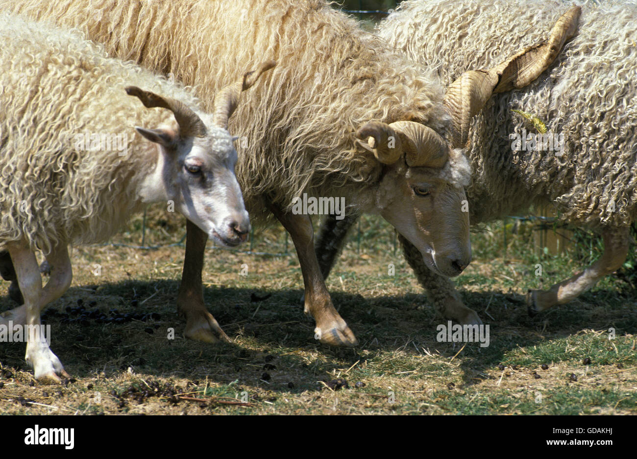 RACKA SHEEP, A BREED FROM HUNGARIA, MALE AND FEMALE Stock Photo