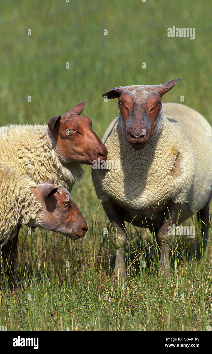 Rouge de l'Ouest Domestic Sheeps, a French Breed Stock Photo