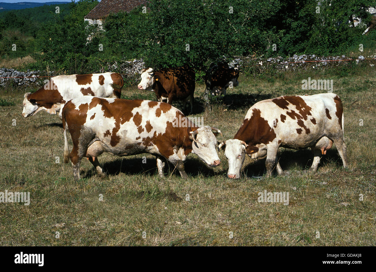 Montbeliarde Cattle, a French Breed, Herd of Cows Stock Photo Alamy