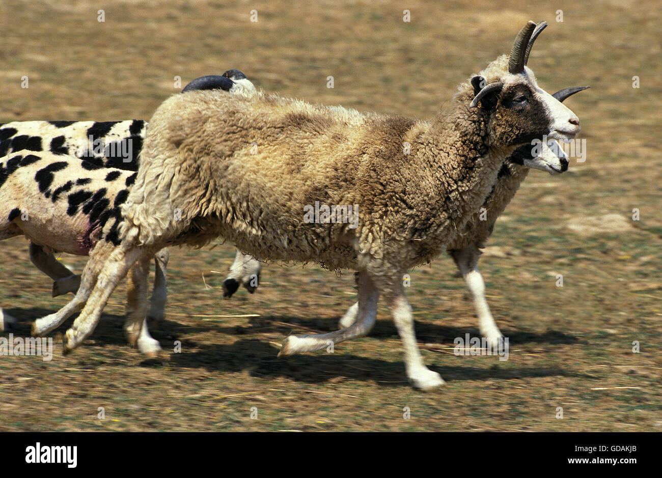JACOB SHEEP, HERD RUNNING THROUGH MEADOW Stock Photo