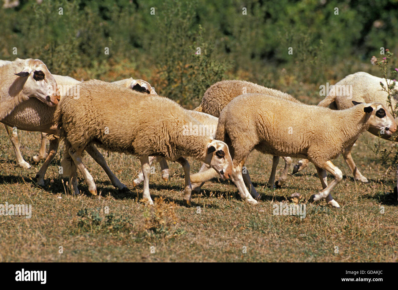 Causses du Lot Domestic Sheep, a French Breed Stock Photo Alamy