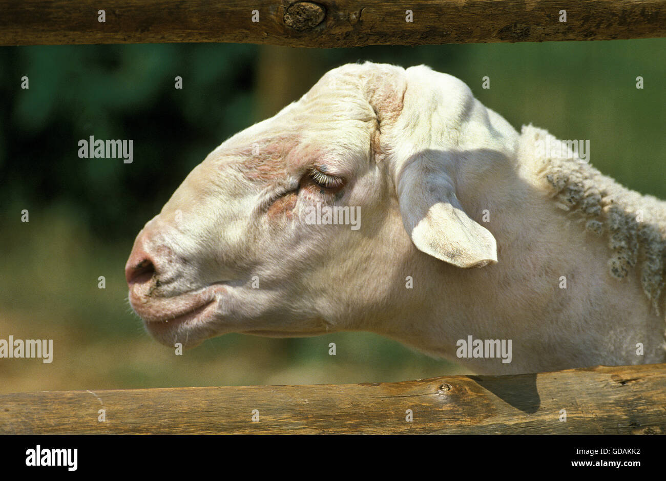 Lacaune Sheep, a French Breed Produicing Milk for Roquefort Cheese, Portrait of Ewe Stock Photo