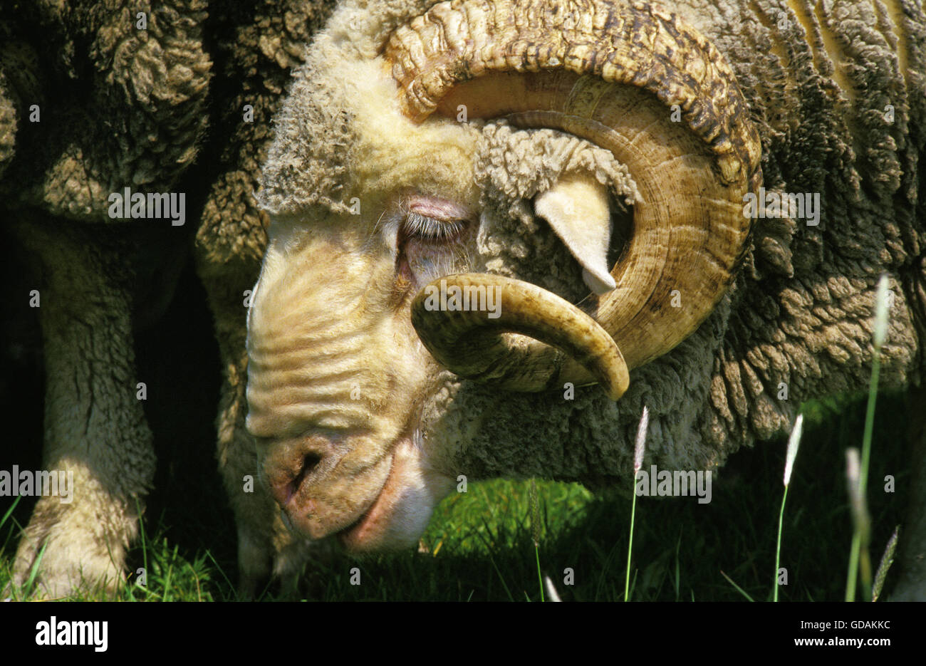 Merino Sheep, Portrait of Ram Stock Photo