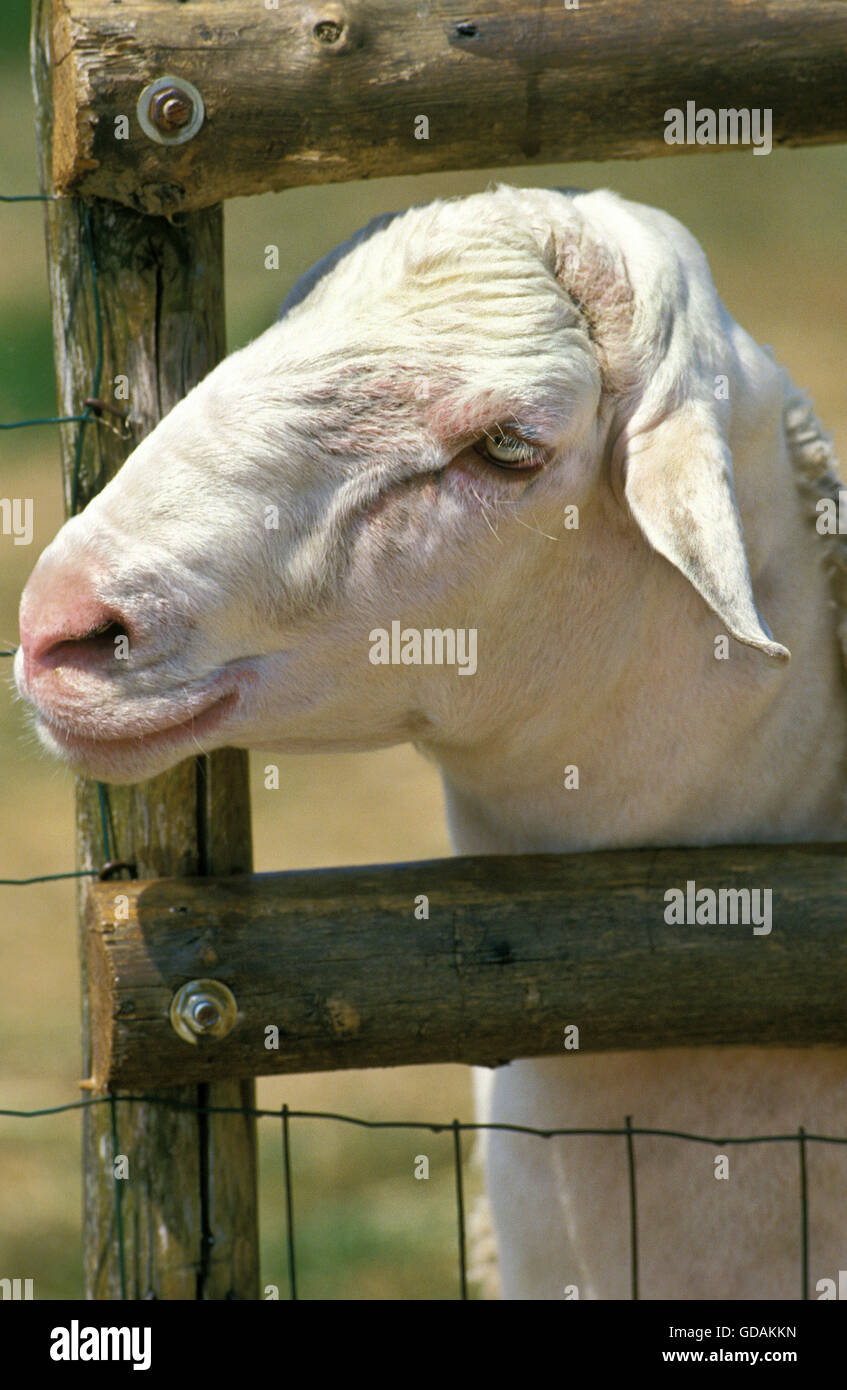 Lacaune Sheep, a French Breed Produicing Milk for Roquefort Cheese, Portrait of Ewe Stock Photo