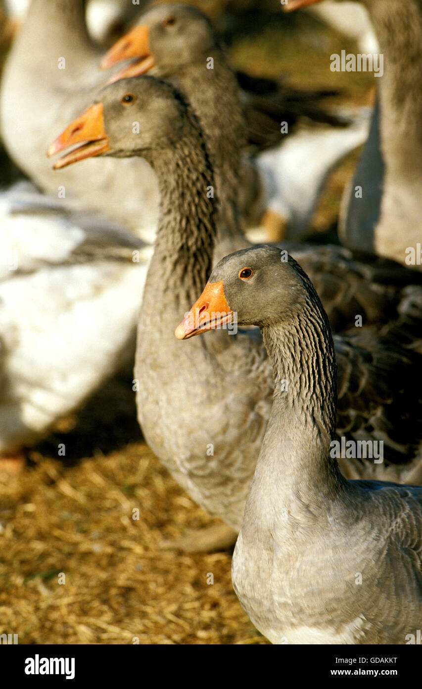 Toulouse Goose, Breed producing Pate de Foie Gras in France Stock Photo Alamy