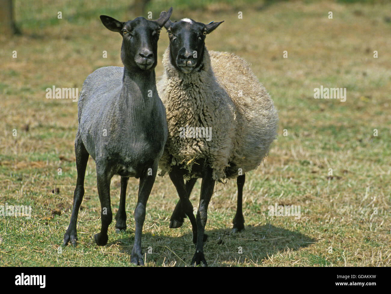 Romanov Domestic Sheep, Ewes, Breed from Russia Stock Photo
