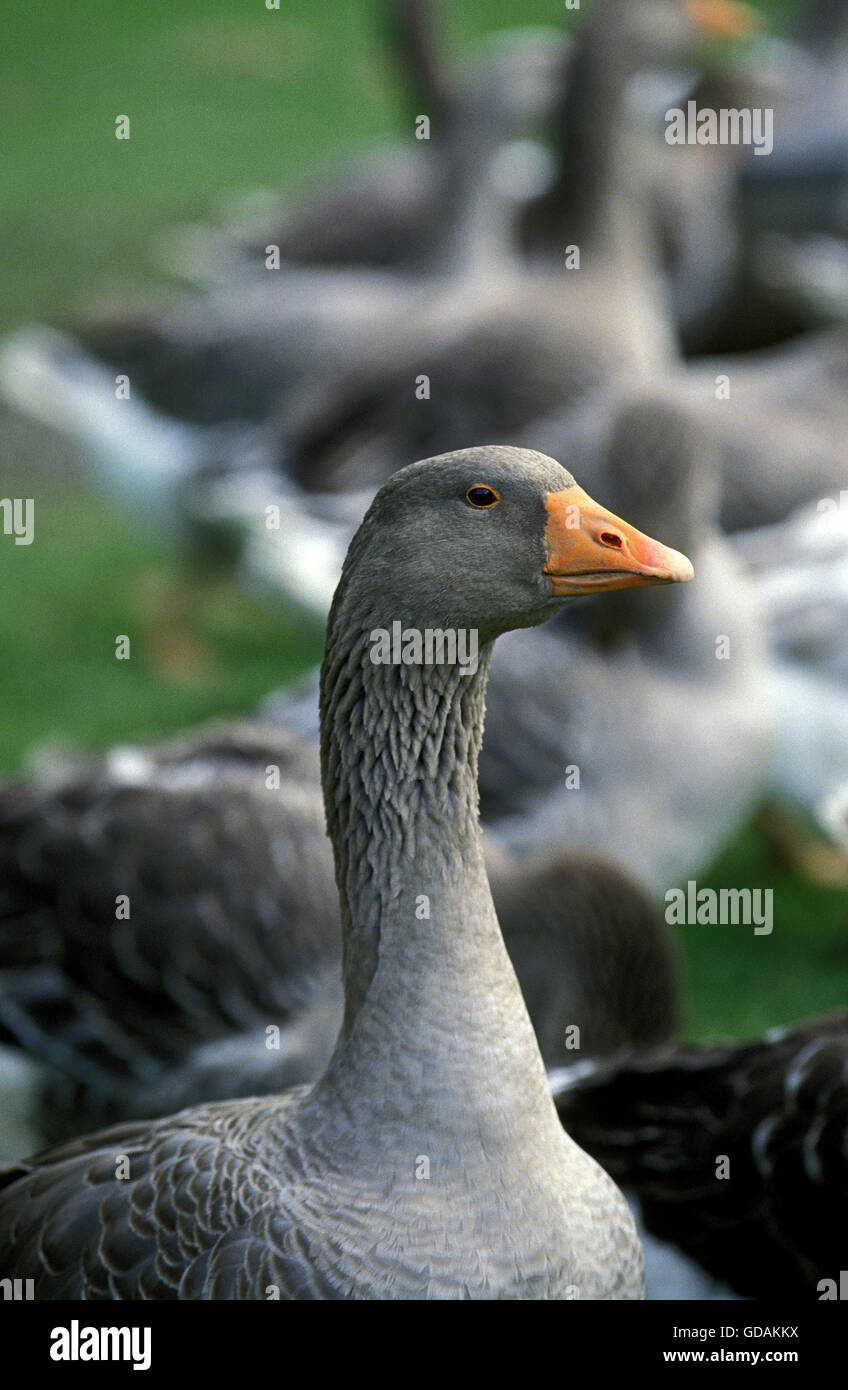 Toulouse Goose, Breed producing Pate de Foie Gras in France Stock Photo Alamy