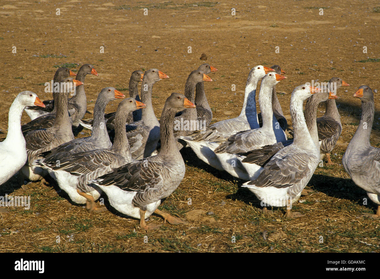 Toulouse Goose, Breed producing Pate de Foie Gras in France Stock Photo Alamy