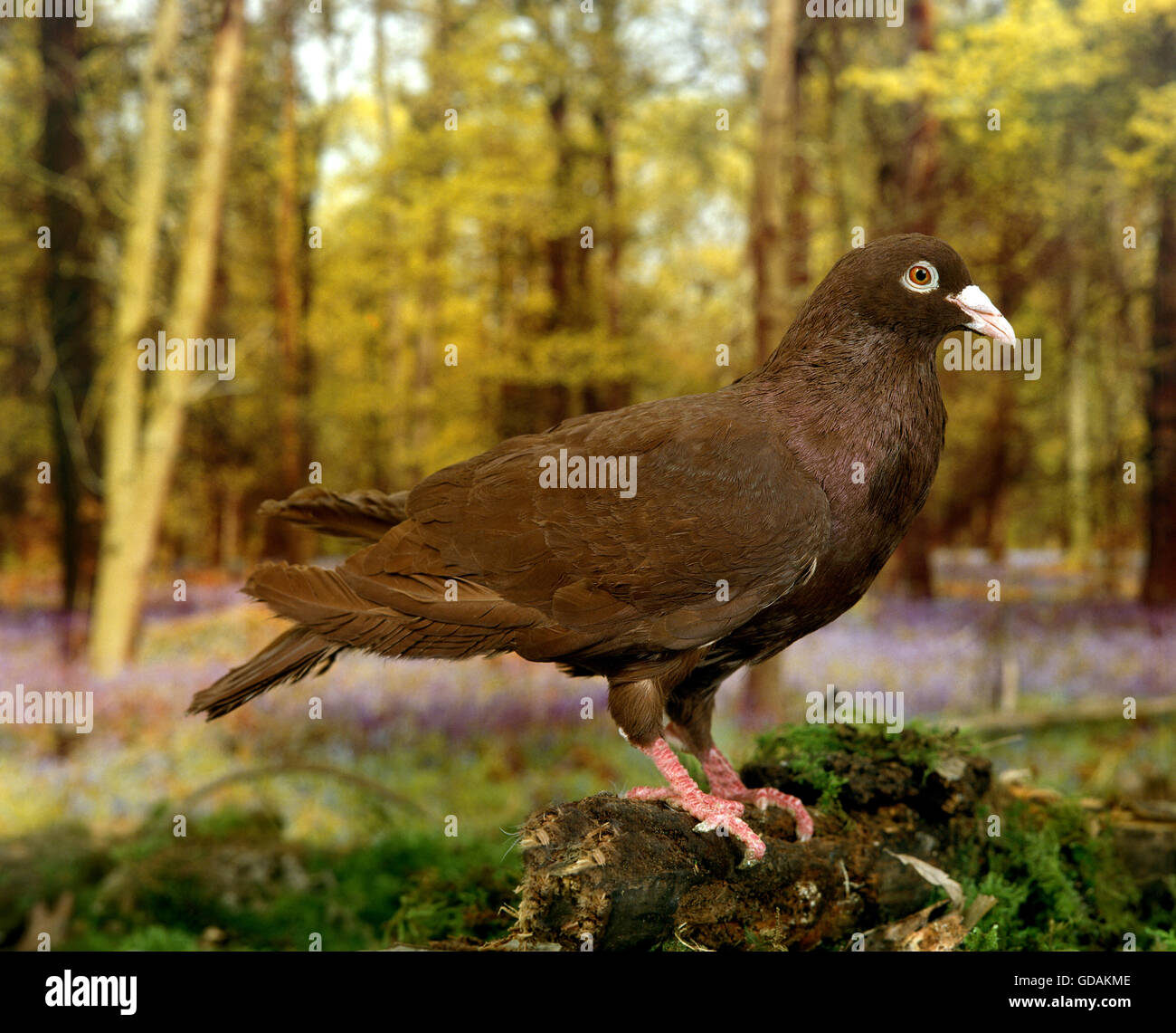 Pigeons and animals outdoors poultry hi-res stock photography and