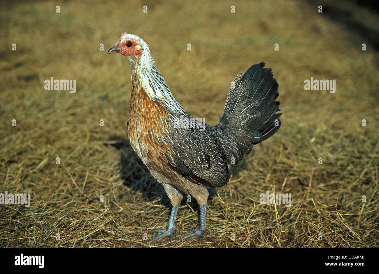 Ardennaise Argentee Hen, a Belgian Breed Stock Photo