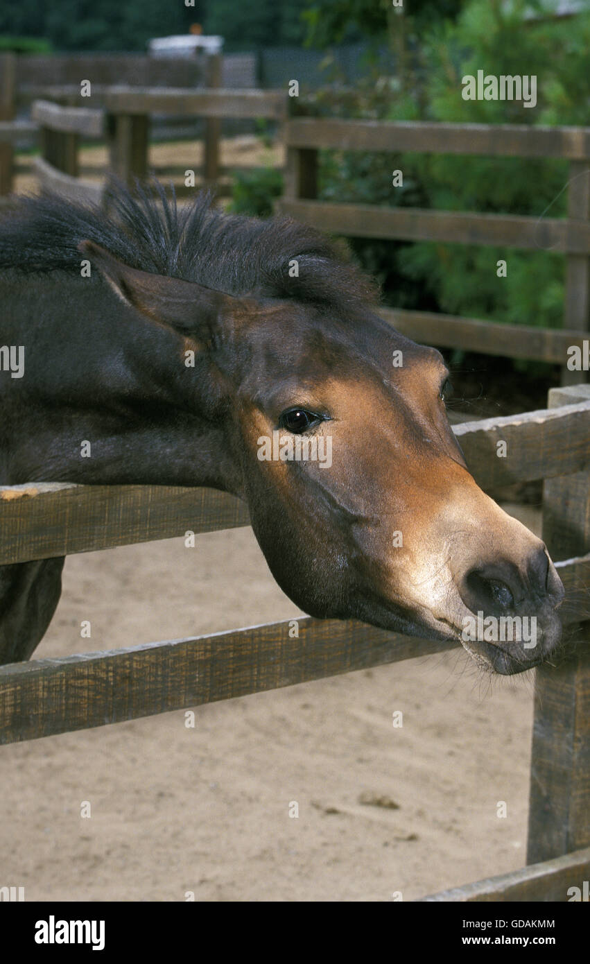 Hinny : Crossbreed of Stallion Horse and Jenny Stock Photo